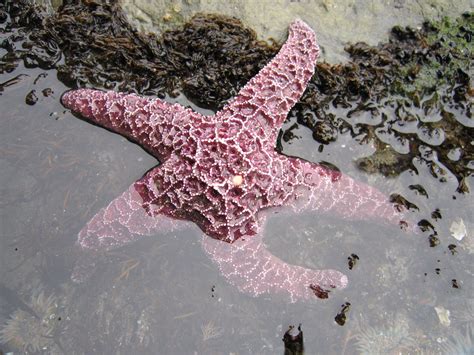 Pisaster Ochraceus Purple Sea Star One Of Many Colors Of Flickr