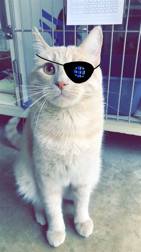 National Meow Like A Pirate Day September 19th 2018 Stay N Play Pet