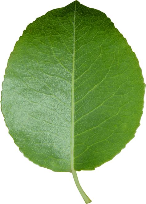 Green Leaf Texture Shading Transparent Background Png