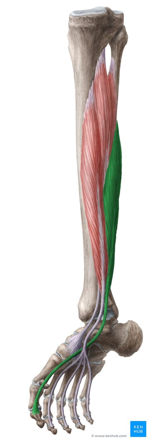 The flexor tendon system of the hand consists of the flexor muscles of the forearm, their tendinous extensions, and the specialized digital flexor sheaths. Left Leg Flexor Tendon Location - Function Of The Rectus ...
