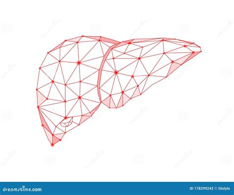 Human Liver Abstract Polygonal Line Stock Vector Illustration Of