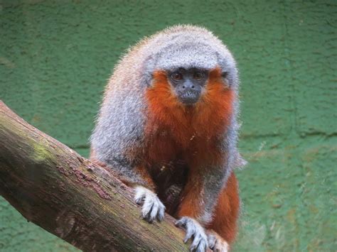 7 Latin American Primate Species Among The 25 Most Endangered In The