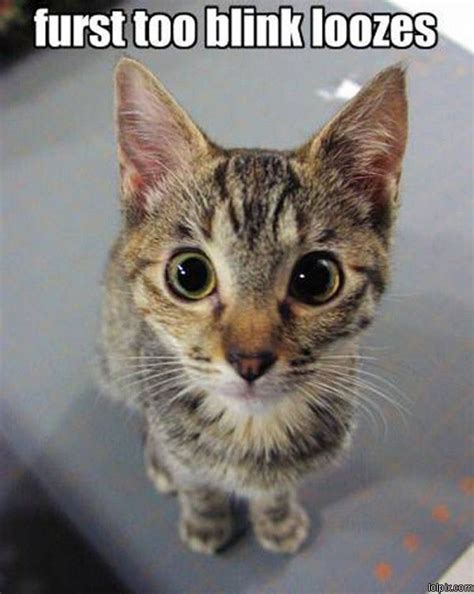 Do you wanna make some sarcastic memories with friends? So cute! | Cute animals with funny captions, Cute animals, Funny animal pictures