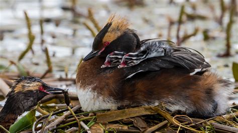 The Arctic National Wildlife Refuge Is For The Birds From All Over The