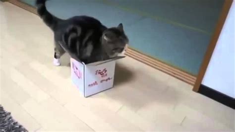 Why Do Cats Love Boxes So Much Heres 3 Ideas Why Youtube