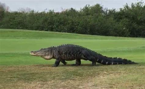 Giant Alligator Spotted On Florida Golf Course Sports Gossip
