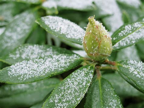 Ice Crystals On A Rhododendron Photograph By Petr Gross Fine Art America