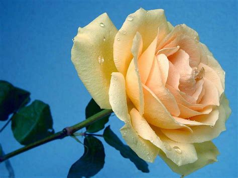 , rose hd wallpapers background images wallpaper 1280×720. 3d flower high resolution wallpapers free download ~ Fine ...