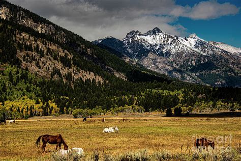 Mountain Pasture Photograph By Lone Bison Productions Fine Art America