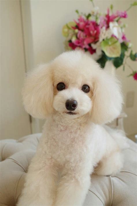 Toy Poodle Hairstyles Hair Styles Creation