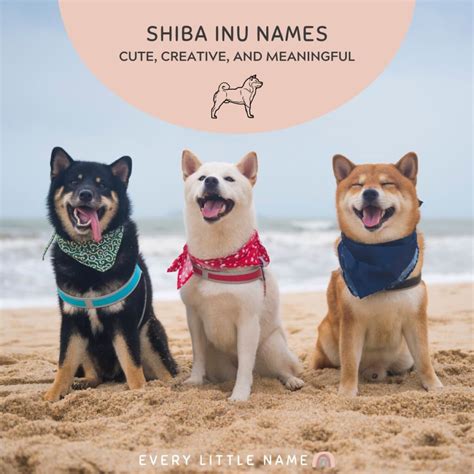 270 Shiba Inu Names Cute Creative And Meaningful Every Little Name