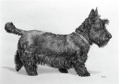 Scottie Dog Drawing By Ruth Ann Ventrello Pixels