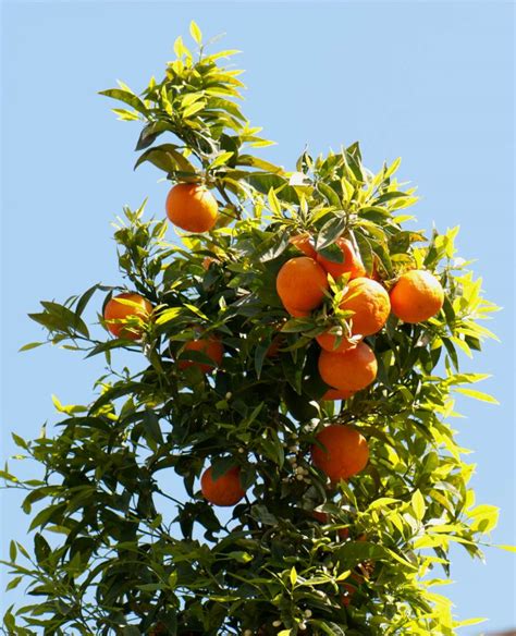 Orange Tree Planting Pruning Care Diseases Pests And More Answers