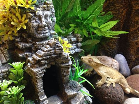 Creating the perfect crested gecko habitat. My crested gecko Leo looking up at the Aztec deco in his ...