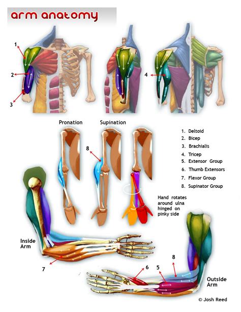 Drawsh November 2011 Arm Anatomy Human Body Anatomy Muscle Anatomy