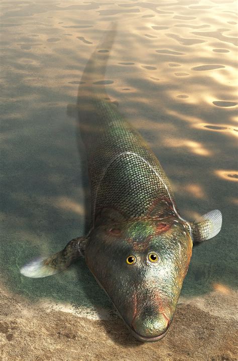 Life Restoration Of Tiktaalik Roseae By Kayomi Tukimoto 絶滅動物 恐竜 古代魚
