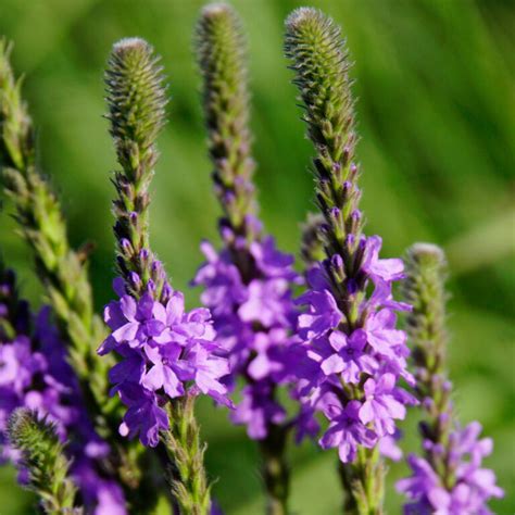 Mn Native Hoary Vervain Plants Natural Shore Technologies