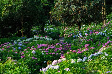 35 Hydrangea Garden Ideas Pictures Home Stratosphere