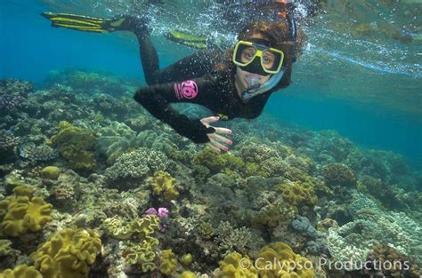 Cairns Snorkelling And Dive Tour Only 60 Guests Great Barrier Reef Trip