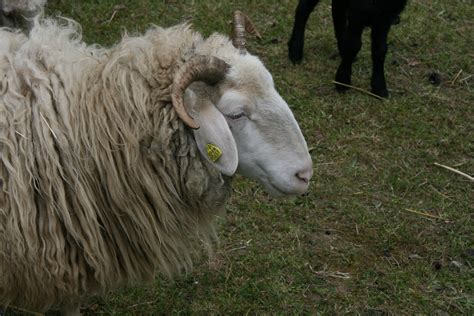 Ram Male Sheep Jan~w Flickr