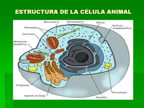 El Bio Blog Herreriano CÉlula Eucariota
