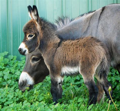 Miniature Donkeys For Sale New Mexico Mollie Carl