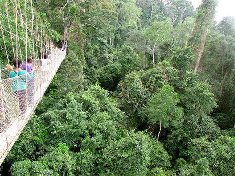 A tourist walks along the canopy for a magnificent view of the rainforest below at kakum national park. Reach New Heights At The Canopy Walk In Kakum National ...