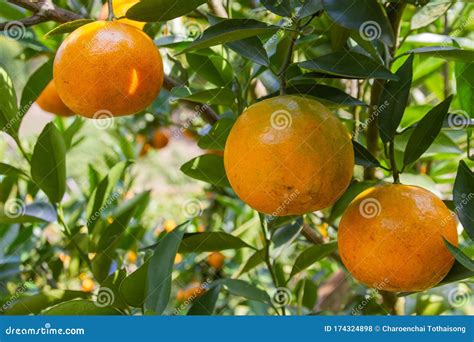 Fresh Oranges Waiting To Harvest In Organic Farming Stock Photo