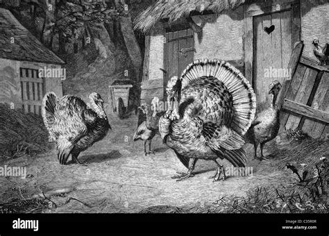 Turkeys Historical Image 1886 Stock Photo 36392519 Alamy