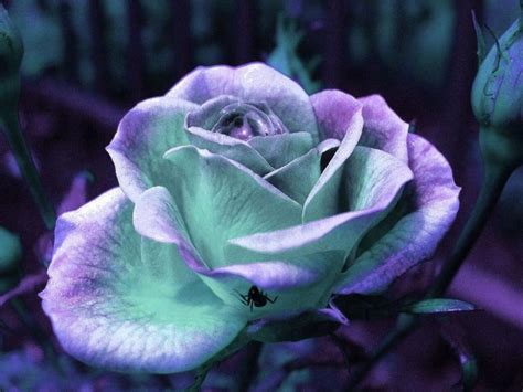 Purpleteal Roses In The Garden Pinterest Roses