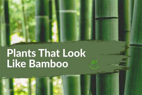 Plant That Looks Like Bamboo Photos To Identify