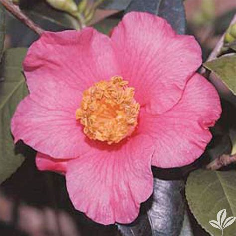 koto no kaori cam too camellia nursery