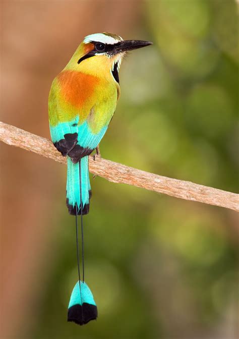 Ave Nacional De El Salvador