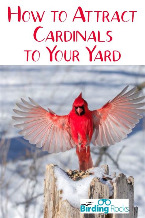 How To Attract Cardinals To Your Yard Animals Pet Bird Cage Pet Birds