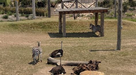 New Sydney Zoo Sneak Peak Doonside Parraparents