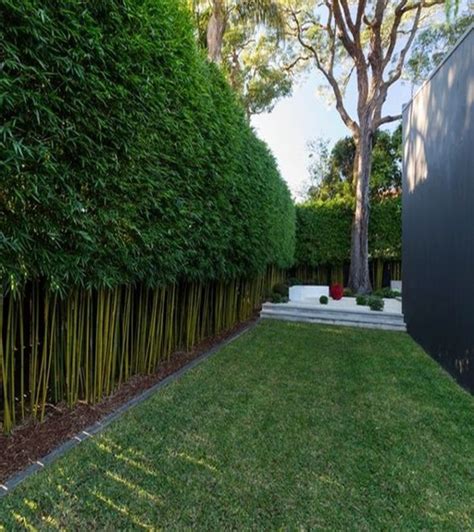 Best Planting A Privacy Hedge For Small Space Home Decorating Ideas