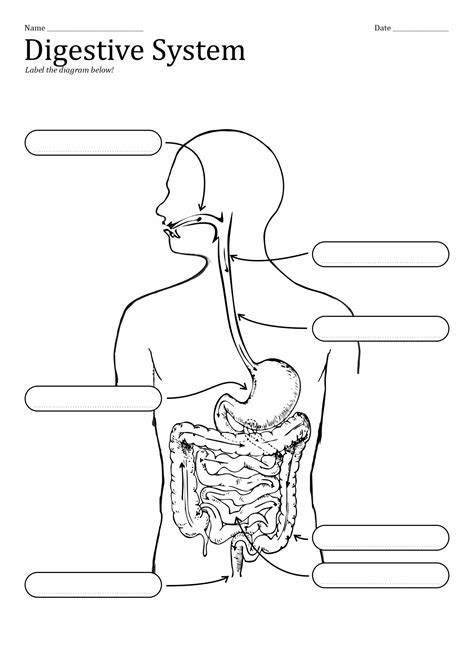 Label Diagram Of The Digestive System