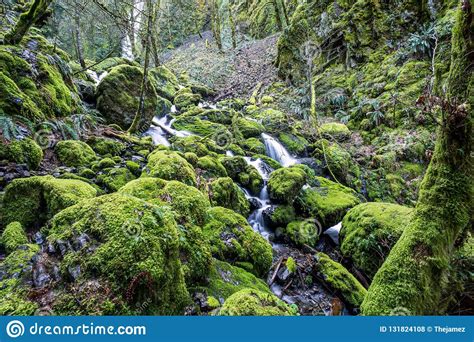 Iconic Moss Covered Rocks At Stream In Oregon Columbia River Gorge