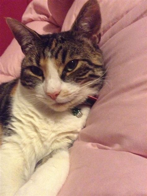 Kailee, I love this cheeky grin! | Feline, Cats, Kittens