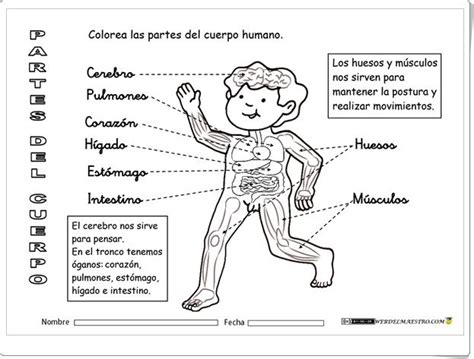 Actividad El Cuerpo Humano Ciencias Naturales Amigos Del Mensaje