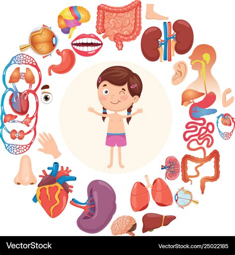 Human Internal Organs Cartoon Anatomy Body Parts Intestinal System