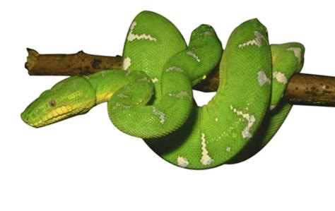 Green Snake Png Photos Png Svg Clip Art For Web Download Clip Art