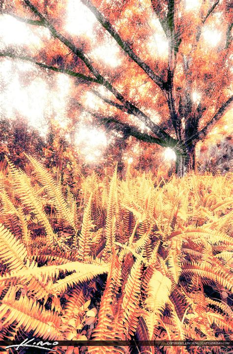 Fern Forest Tree Photo Art By Captain Kimo