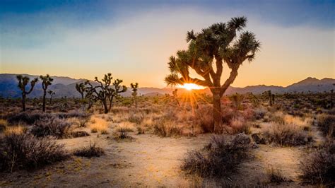 Sunset On The Desert Landscape In Joshua Tree National Park California