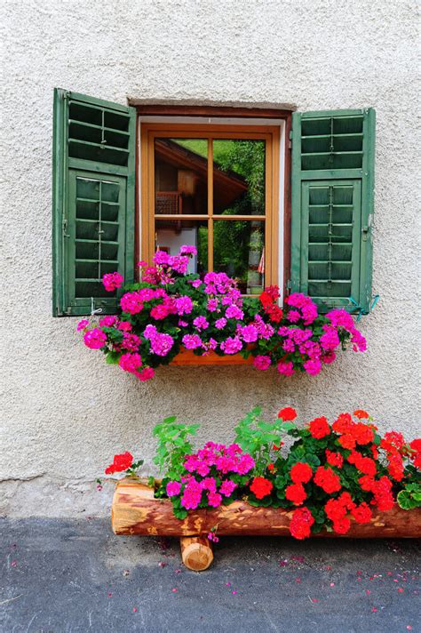 Window Box Flowers