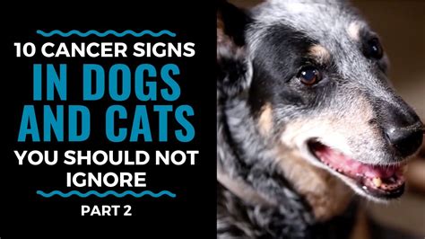 Top 10 Warning Signs Of Cancer In Dogs And Cats Part 2 Vlog 82 Youtube