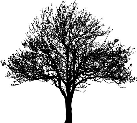 Tree Silhouette At Getdrawings Free Download