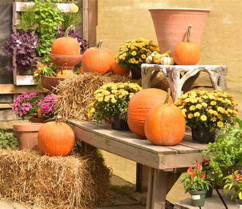 Sprinkle Mums In With Pumpkins And Gourds And Bales Of Hay For An Easy