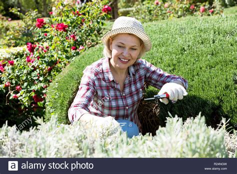 Senior Woman Garden Hedge Hi Res Stock Photography And Images Alamy