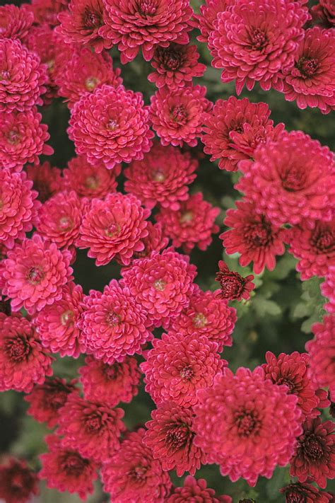 Chrysanthemum Flowers Red Bloom Plant Hd Phone Wallpaper Peakpx